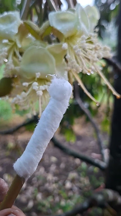 Manual Pollination/Mating of Durian