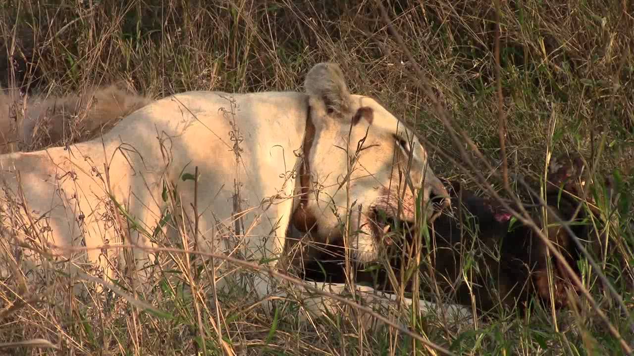 video phone beyonce mp3 Global White Lion Protection Trust: White Lioness - Nebu