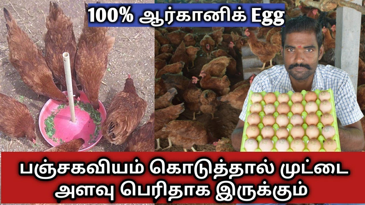 ஆண்டுக்கு 1 லட்சம் கோழிமுட்டை நேரடி விற்பனை இயற்கை உணவில் முட்டை உற்பத்தியில் சாதித்த இளைஞர்