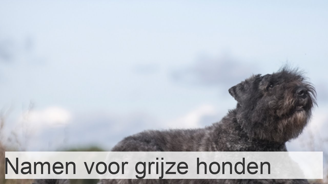 +150 namen voor GRIJZE honden - reuen en teven