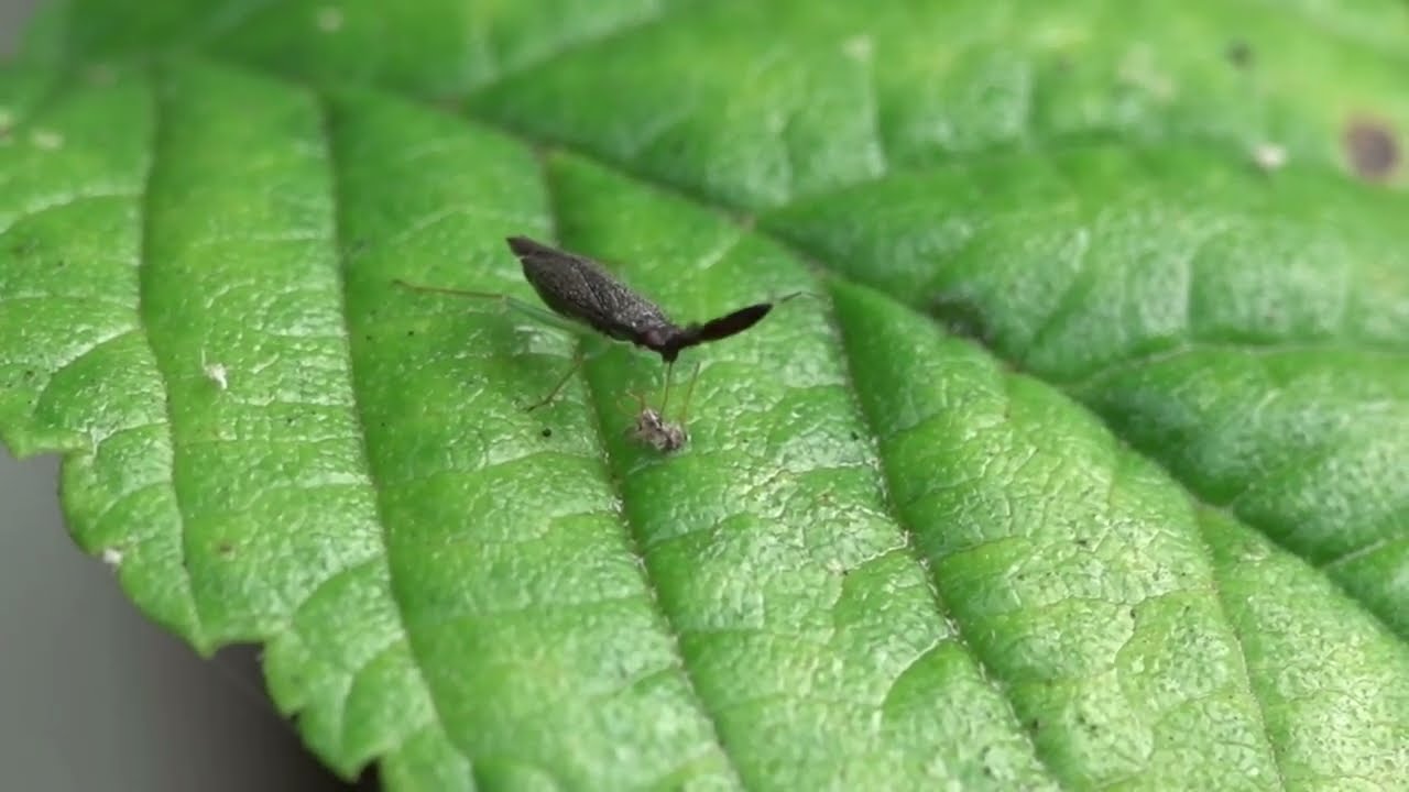 Mirid bug (Heterotoma planicornis) - Brighton, July 2022