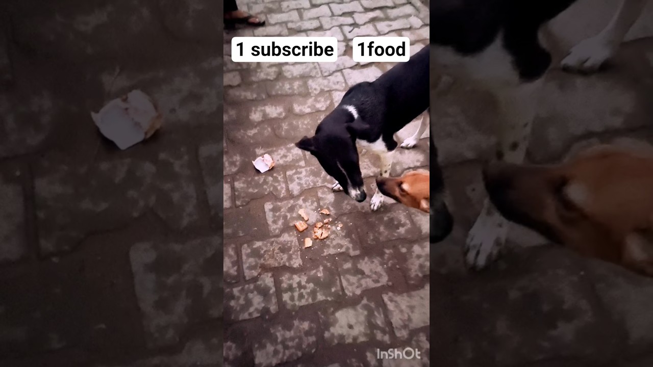 help hunger for dog please support