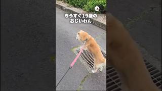 軽やかすぎる19歳のおじいわん｜PECO