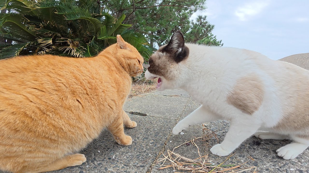 Напуганный кот похожий на енота затевает драку с другими кошками