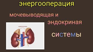 #энергооперация Мочевыводящая и Эндокриная системы