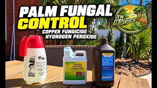 Palm fungal control using copper fungicide and hydrogen peroxide