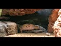 Leopard Gecko shedding (full process and eating the old skin)