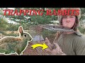 How to trap rabbits using live traps