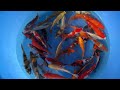 202309 MHO 202 Maruhiro Small Nisai Mix 18 22 Cm SAMPLE 