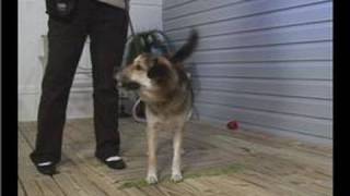 Celebrity How to Train a Puppy : Wait Command Profile