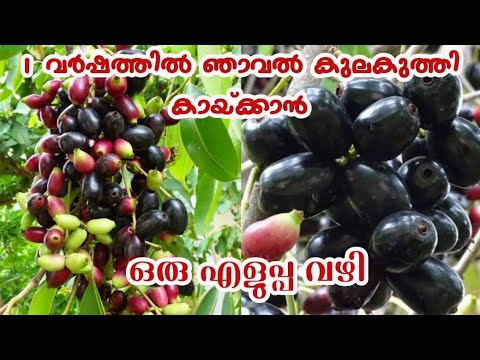 1 വർഷത്തിൽ കായ്ക്കുന്ന ഞാവൽ|Thailand Black Njaval|Njaval Pazham Krishi ...
