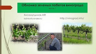 видео: Обломка винограда, часть 1 Хисамутдинов АФ, Красохина СИ картинка: Обломка винограда, часть 1 Хисамутдинов АФ, Красохина СИ