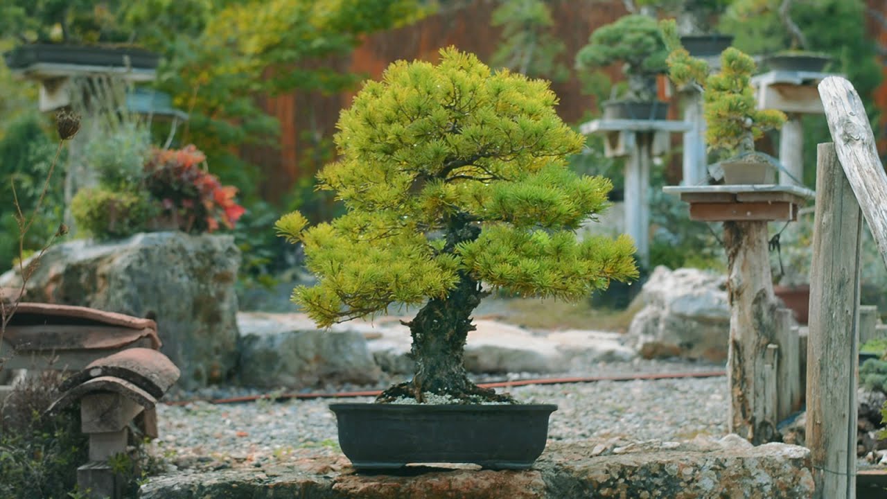 Экстренная пересадка японской белой сосны — Arkefthos Bonsai