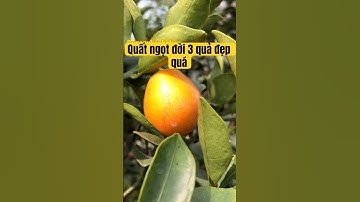 Khám Phá Cây Quất Ngọt Đài Loan Đời 3 Hiếm Có – Cao 1,6m, Trĩu Quả, Đang Chờ Chủ Nhân! #shorts