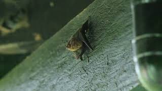 Lesser Sac Winged Bat With Baby Stretching