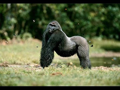 Video Bí ẩn về loài Khỉ Đột hoang dã - youtube