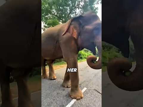 She Kept Saving Watermelons for Her Babies🍉🐘#shorts