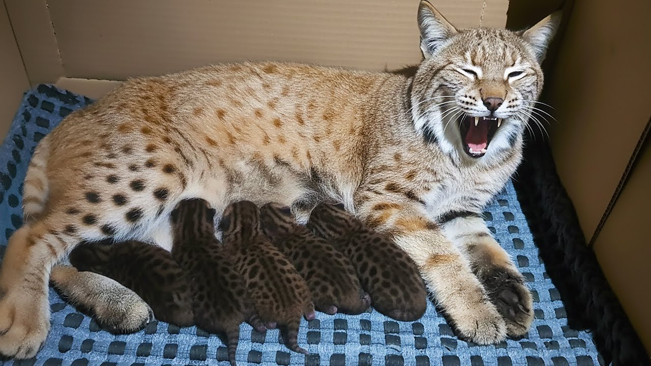Strange Noise Comes From the Kitchen—Man Checks and Finds a Bobcat Giving Birth in His House!