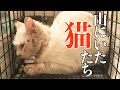 【保護猫】山で暮らしていた猫たち