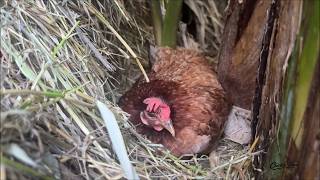 Watch This Broody Hen Guard Her Eggs All Day Long 🐥