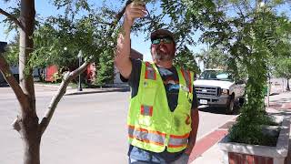 Tree Pick Tip 7: Honeylocust