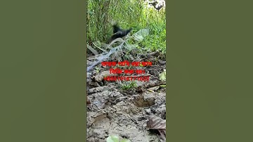 water hen dahuk bird trap handing.duck bird trap handing.#shorts
