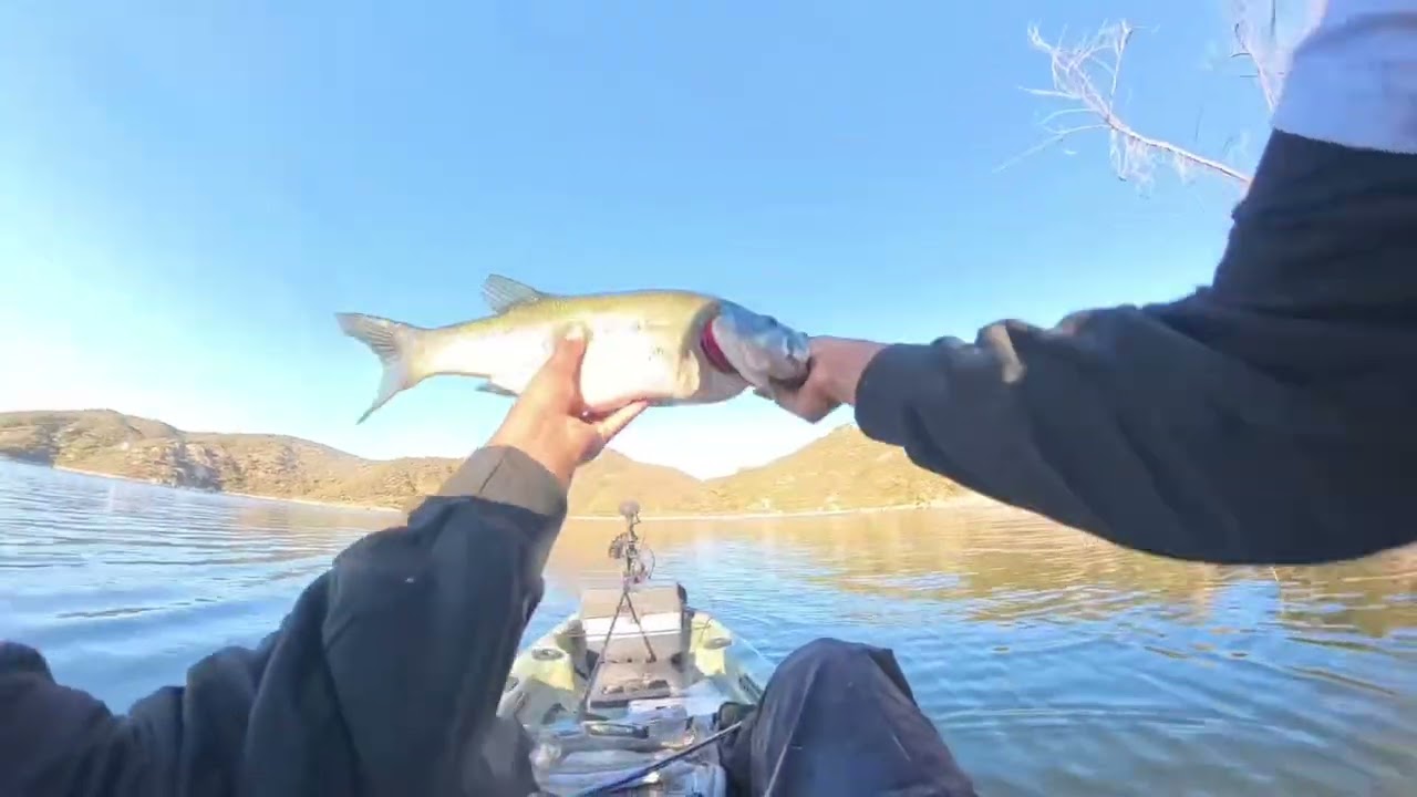 Fat ika fishing bait 