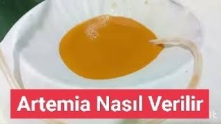 Artemia Nasıl Verilmeli
