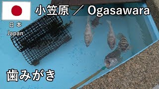 小笠原の旅その12　小笠原水産センターでアカバの歯みがきとかサメとかカメとか【無職旅／旅行記】