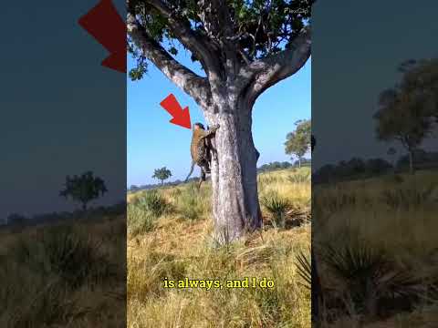 Hyena vs Leopard , WAR 3 #shorts
