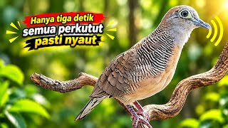 Perkutut Lokal Gacor Suara Besar Pancingan Burung Perkutut Agar Cepat Bunyi.!!