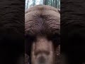 LOOK AT THOSE TEETH- BIG BOY!! 🤯🐻