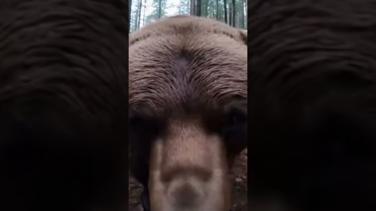 LOOK AT THOSE TEETH- BIG BOY!! 🤯🐻