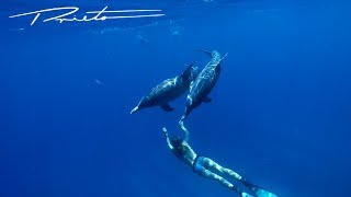 Free Diving With Dolphins 45 Miles To Find Them Hd