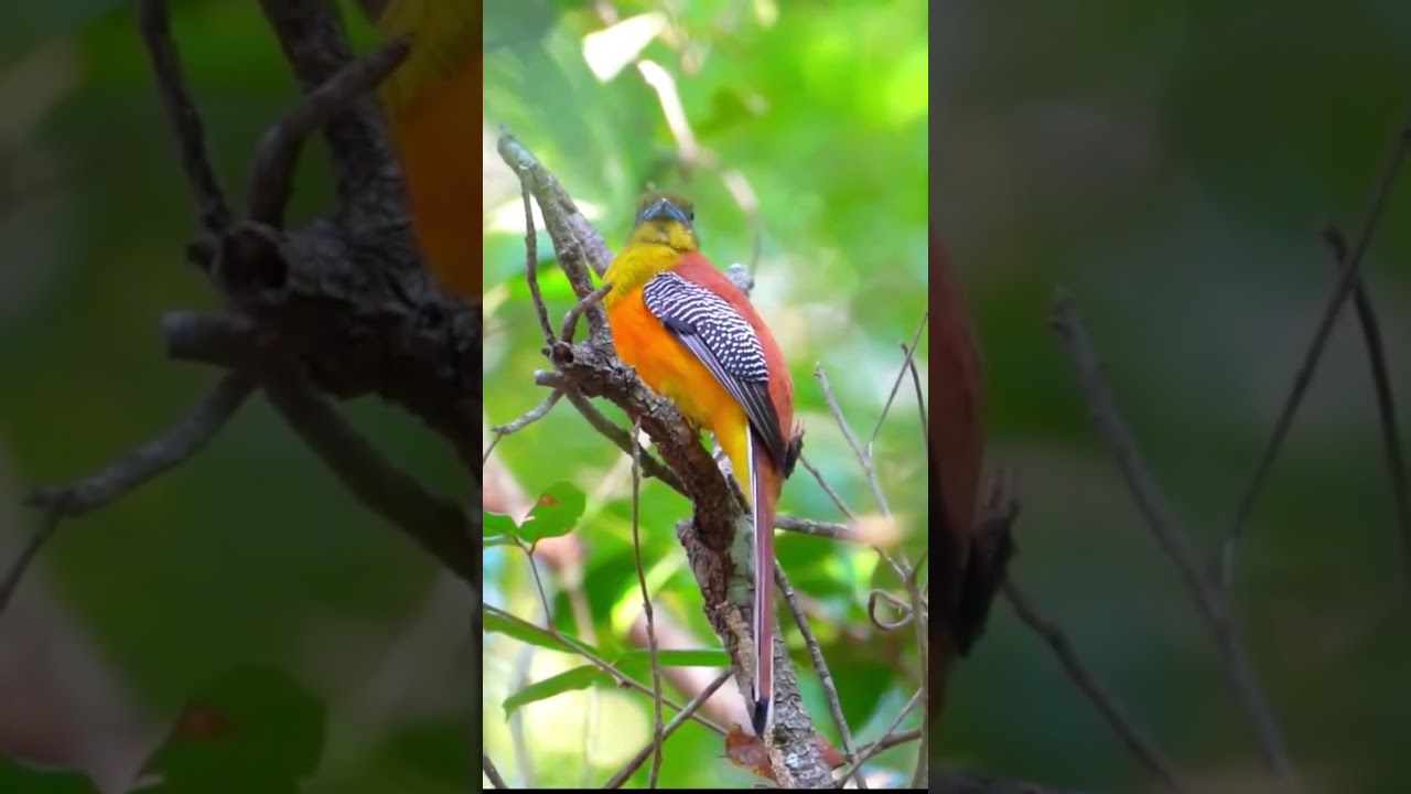Orange-Breasted Trogon Bird Calls & Songs | Mesmerizing Whistles & Melodic Forest Sounds