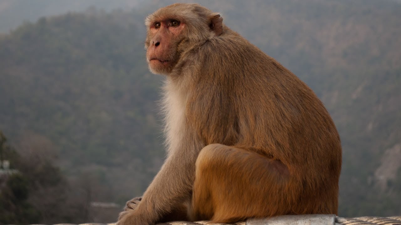 Unbelievable Monkeys in Rishikesh, North India - YouTube