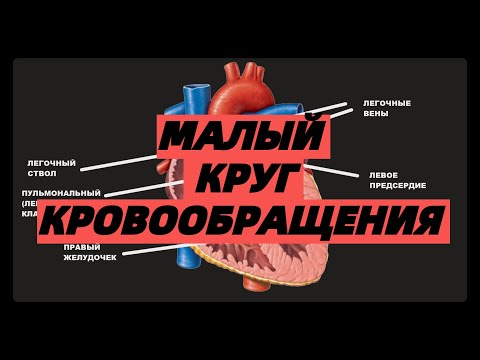 Малый Круг Кровообращения просто ЕГЭ