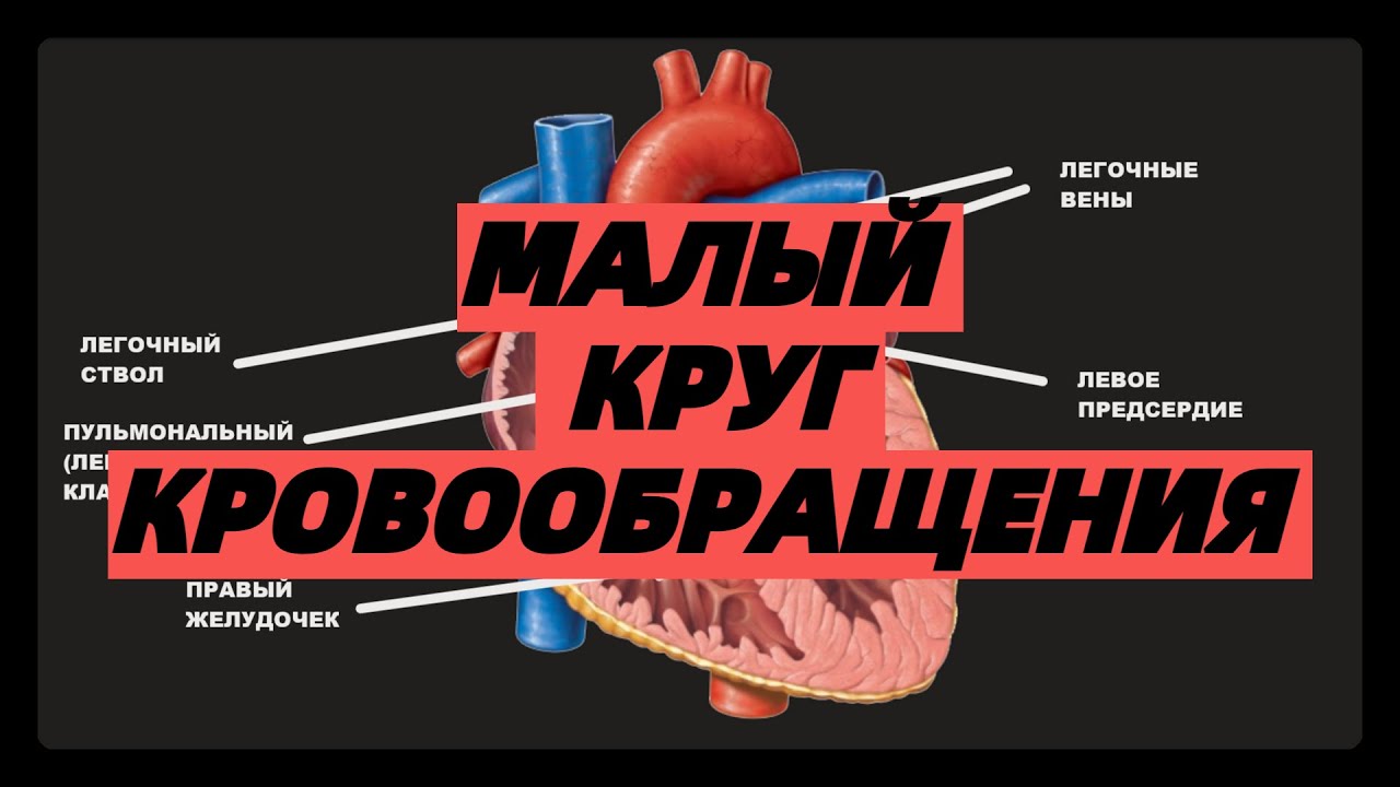 Малый Круг Кровообращения просто ЕГЭ