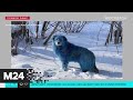 Голубые собаки замечены в Дзержинске - Москва 24