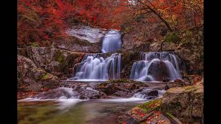 Forest Stream Harmony