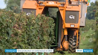 Début De La Vendange Des Raisins Rouges Dans Le Bergeracois