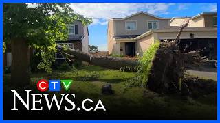 Record winds topple trees