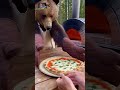 Bear Makes Pizza in the Wild — You Won’t Believe This Moment!