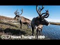 “Drunken Forests” In Alaska Are Another Sign Of Melting Permafrost (HBO)