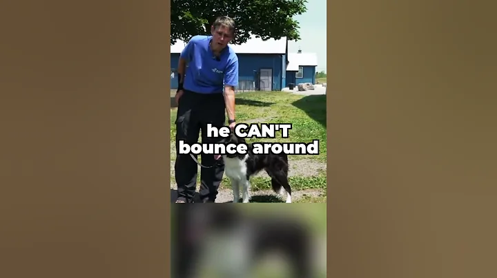 STOP Your Dog From Biting The Leash While You Walk!
