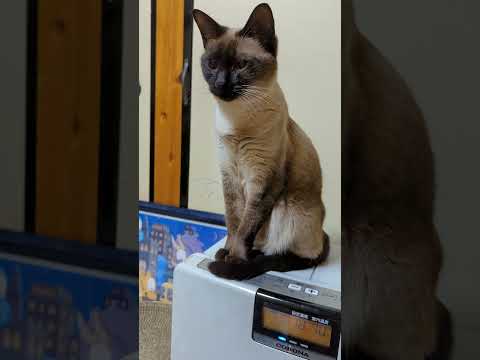 シャム猫ジャンプ - Siamese Cat Jumps - #Shorts