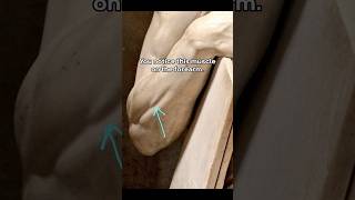 Celebrity Michelangelo breathed life into stone #history #art Wealth