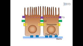 Experimental Approaches for Investigating the Pathophysiology of Retinal Pigment Epithelium