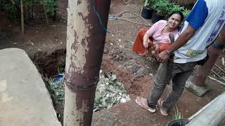 Mergosari Cara potong ayam petelur