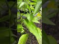 Indoor peppers grow #garden #houseplants #gardening #pepper #plants